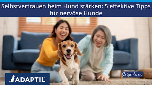 Zwei Frauen knien hinter einem fröhlichen Hund, der auf die Kamera zuläuft und glücklich aussieht.