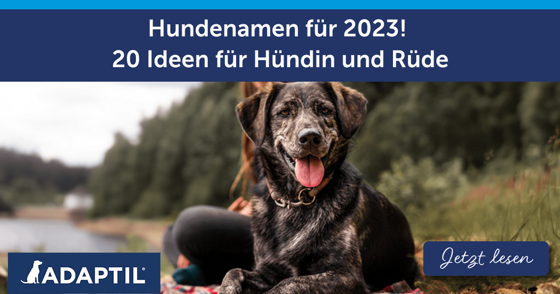 Hundenamen für 2023! 20 Ideen für Hündin und Rüde