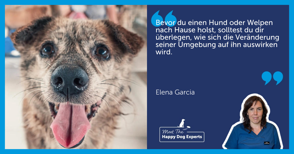 Hund aus dem Tierheim adoptieren: Die wichtigsten Tipps für die erste Zeit von deiner Hundeexpertin