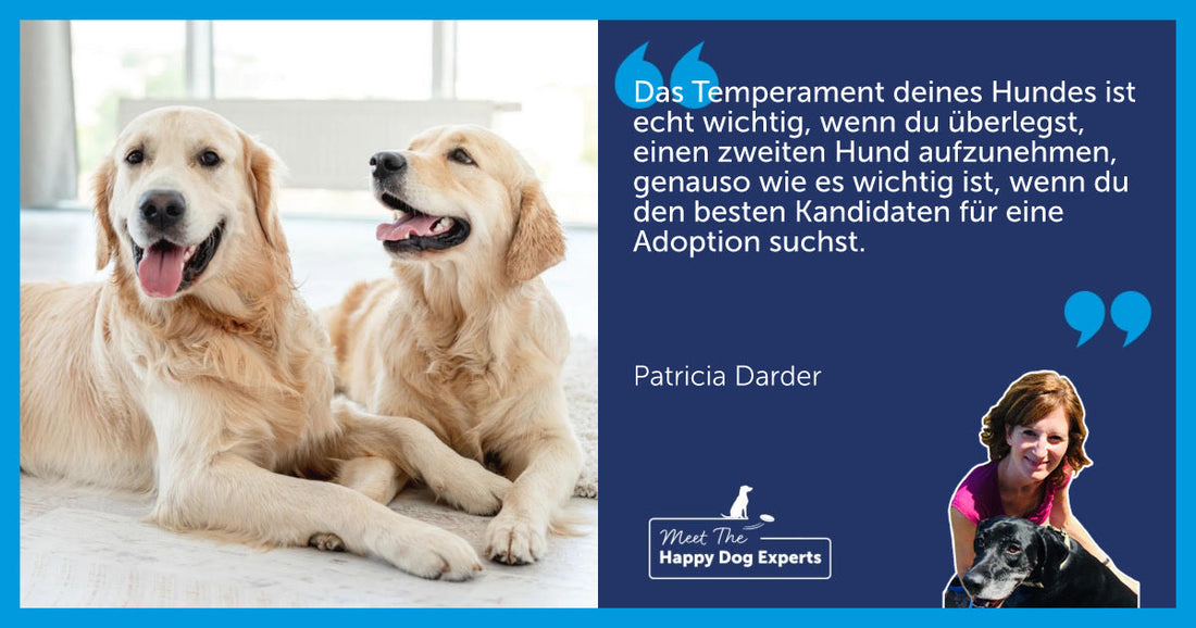 Einen zweiten Hund adoptieren : Eine Hundeexpertin klärt auf