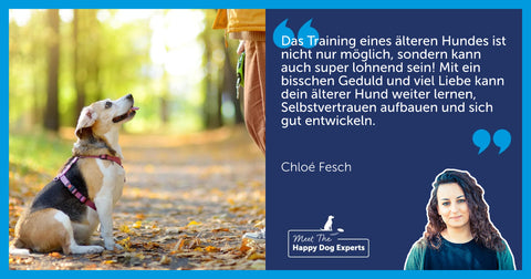 Trainingstipps für ältere Hunde: Eine Expertin für glückliche Vierbeiner erklärt, worauf es ankommt