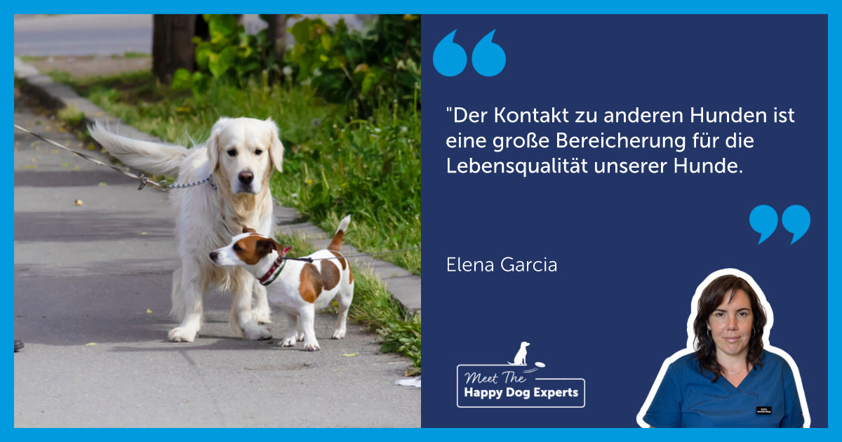 Hundeexperte: So gelingt jeder Spaziergang mit deinem Hund