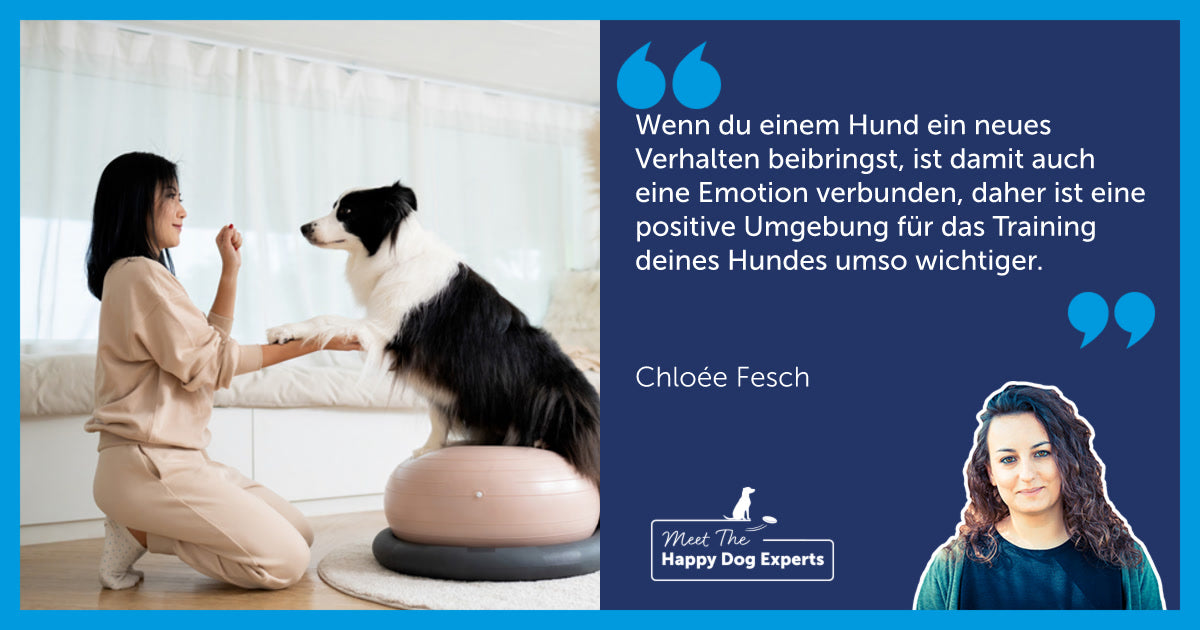 Happy Dog Expertin: Die beste Umgebung für das Training mit deinem Hund