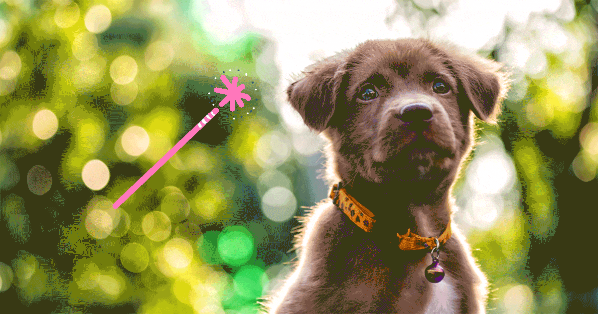 Leinenführigkeit Welpe | So klappt das Leinentraining