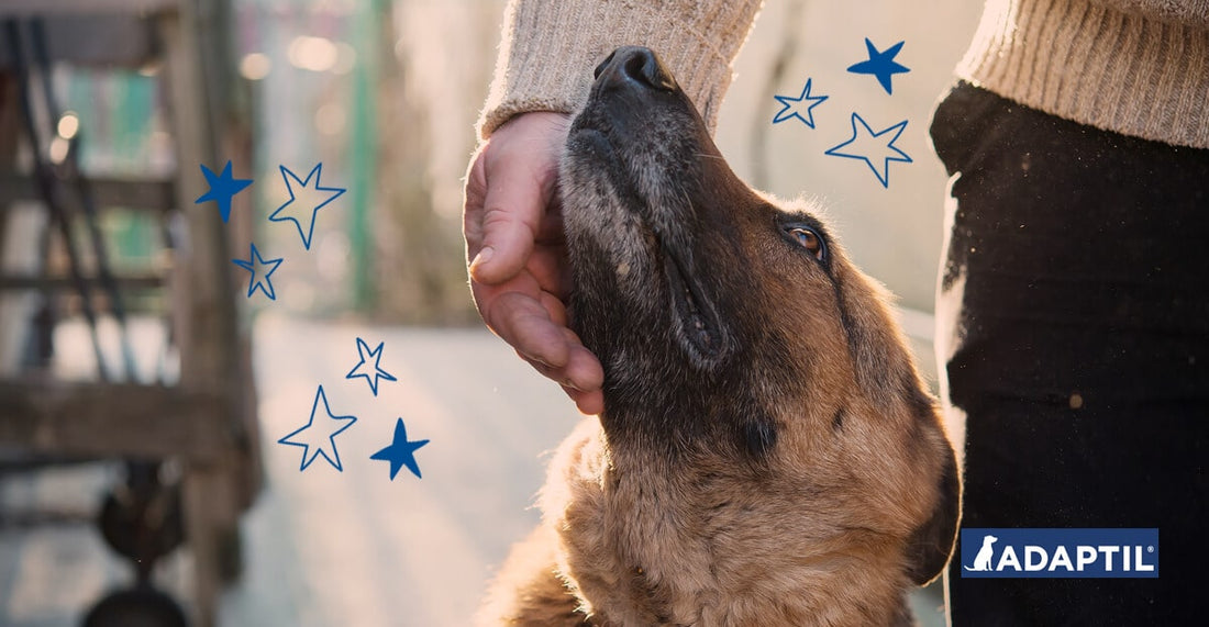 Tierschutzhund adoptieren | Diese 8 Tipps erleichtern die Eingewöhnung