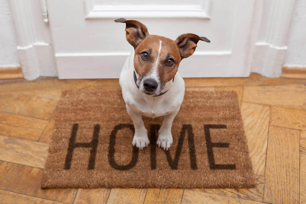 Trennungsangst beim Hund | Diese Tipps helfen beim Alleinbleiben!