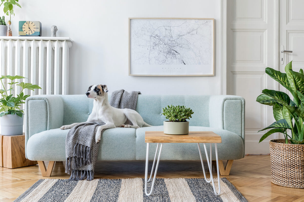 Wohnungshunde - welcher Hund ist für die Wohnung geeignet?
