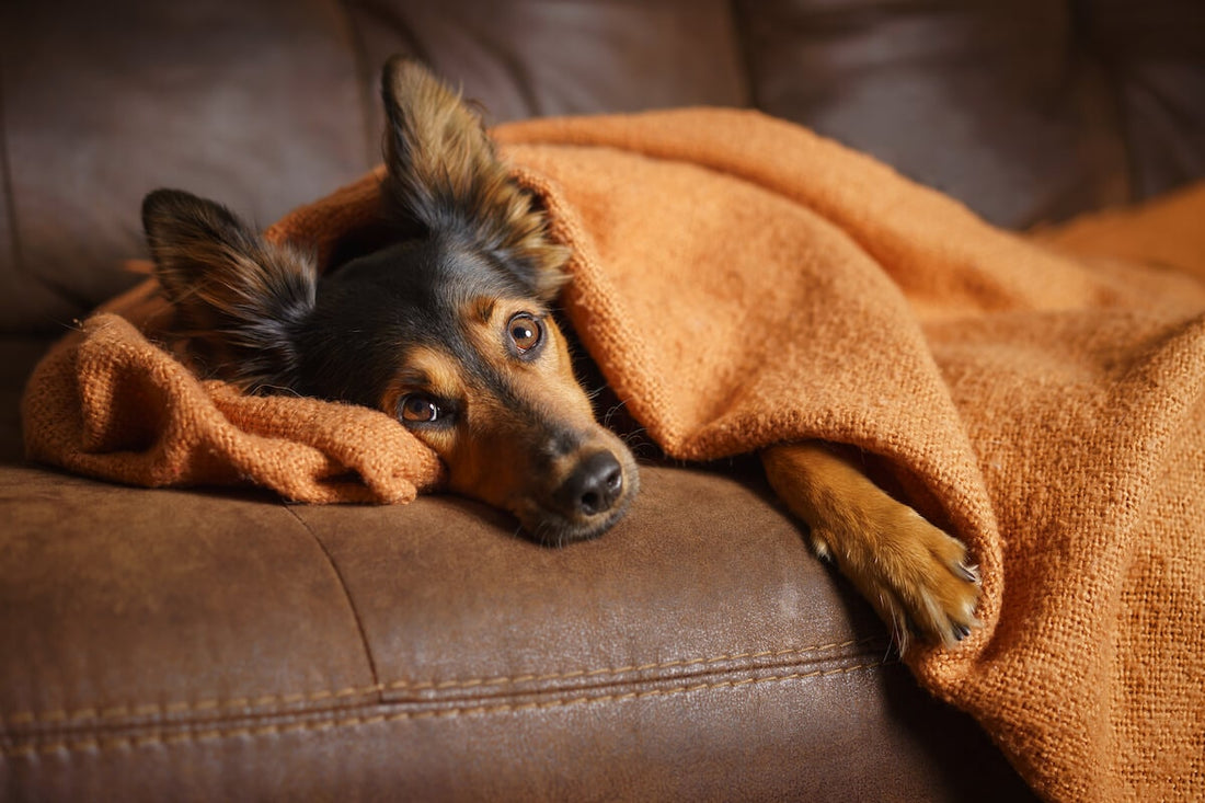 Gestressten Hund beruhigen | So kannst du deinem Hund helfen