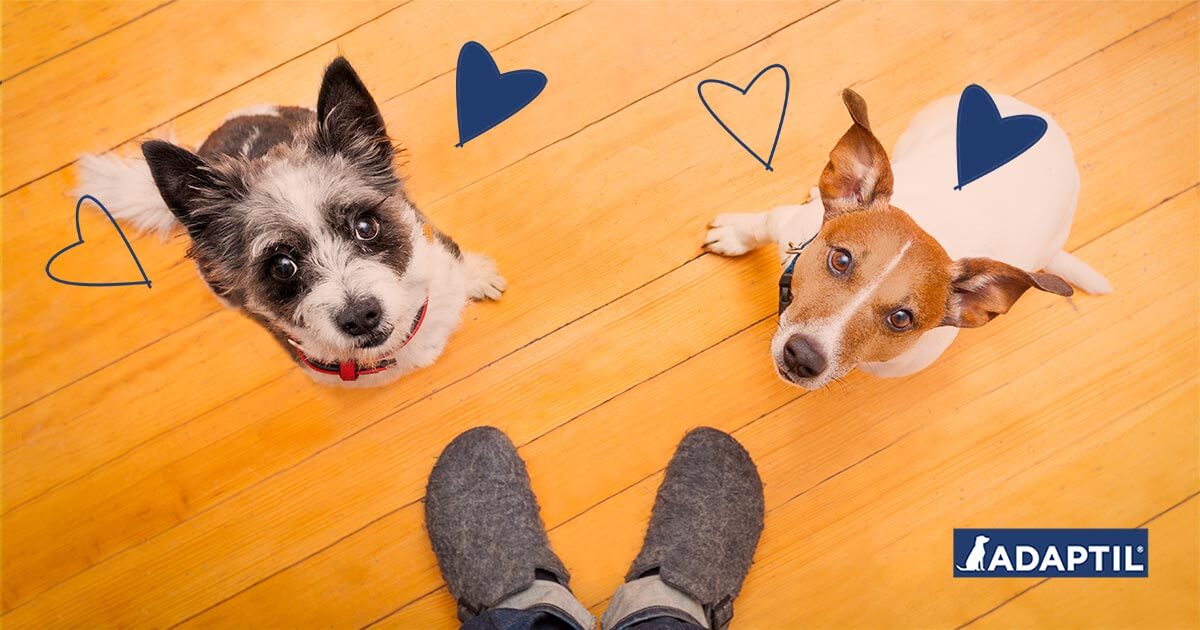 Dein Hund ist sehr anhänglich? Das kannst du tun!