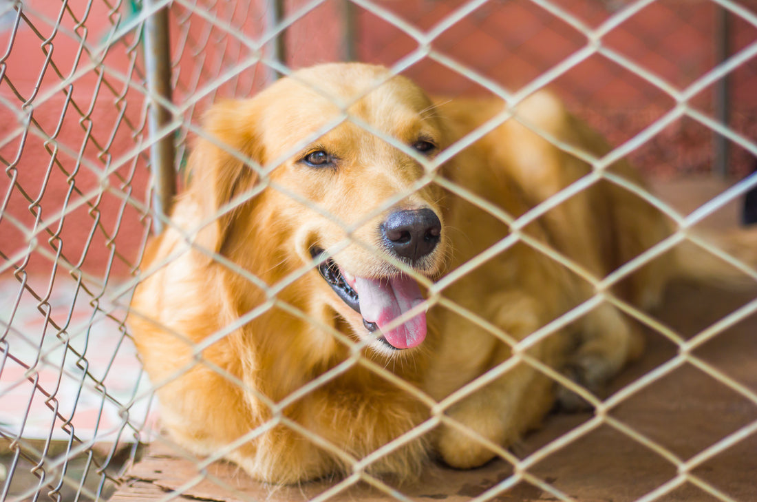 Tierheim Hund adoptieren | Vorüberlegungen & Eingewöhnung