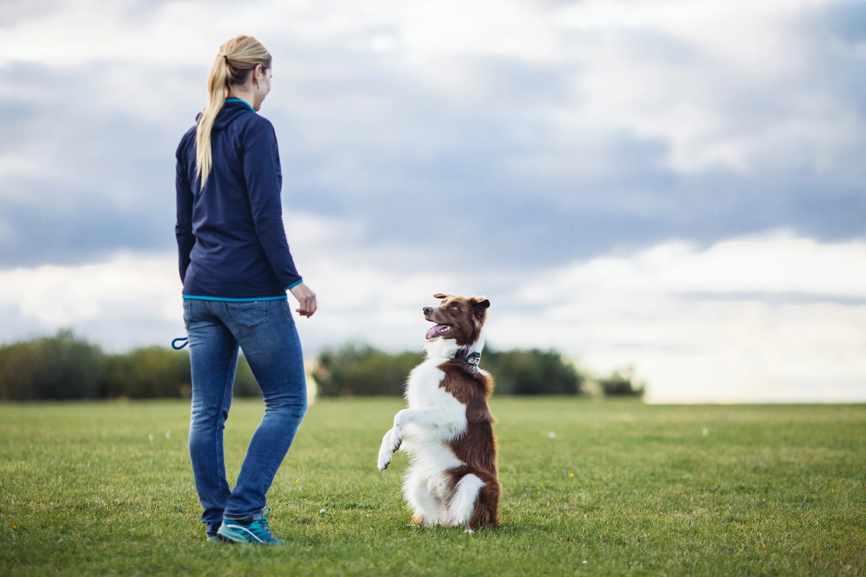 Clickertraining mit Hund