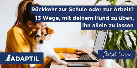 Rückkehr zur Schule oder zur Arbeit? Übe mit deinem Hund, ihn allein zu lassen