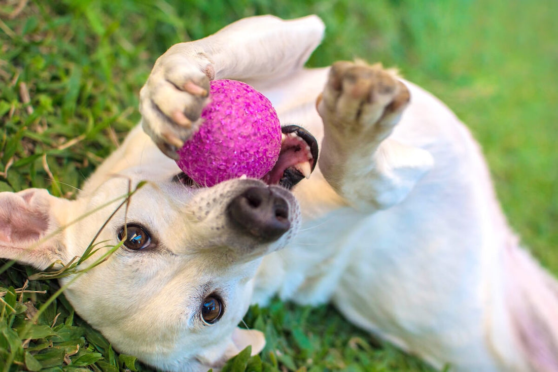 Spielzeug für Hunde | Darum mag dein Hund alles was quietscht!