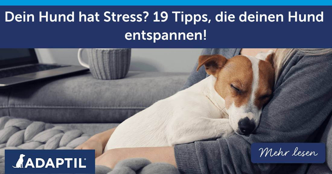 Dein Hund hat Stress? 19 Tipps, die deinen Hund entspannen!