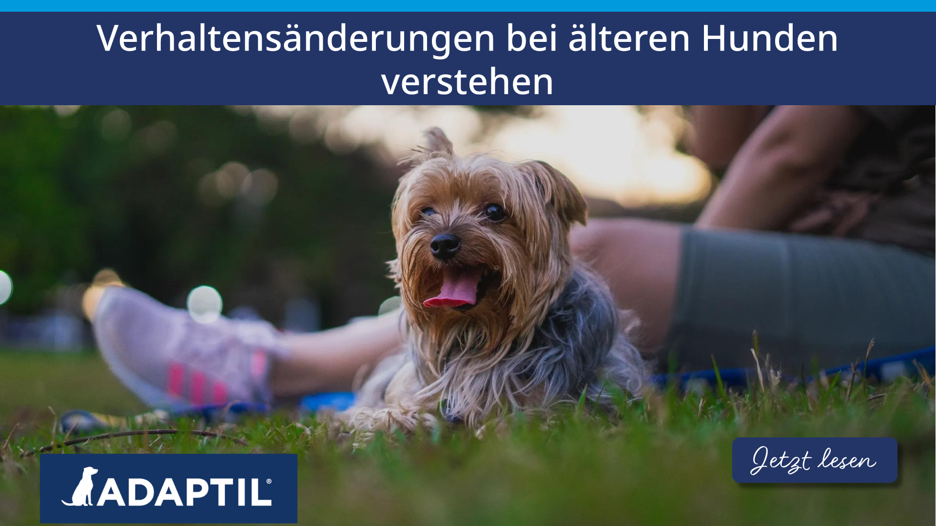 Verhaltensänderungen bei älteren Hunden verstehen