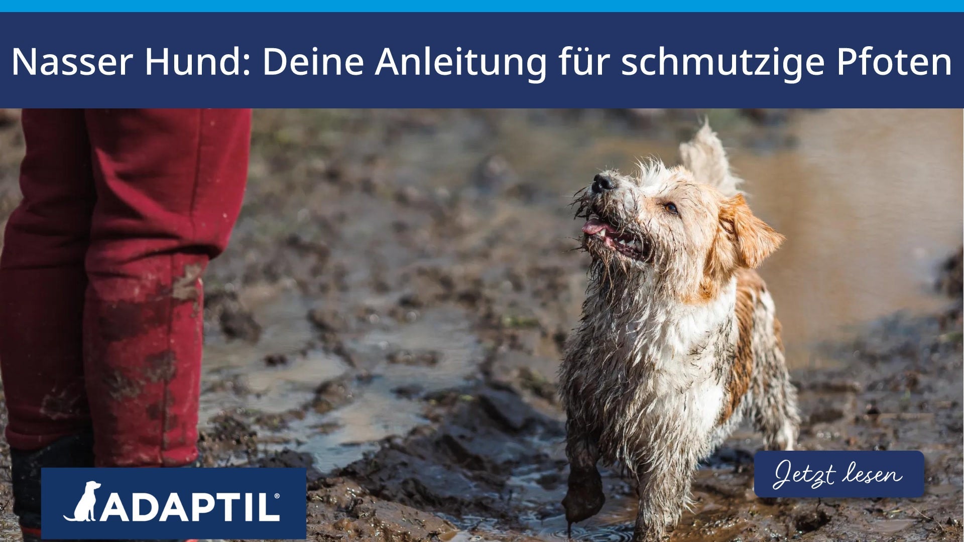 Nasser Hund: Anleitung für schmutzige Pfoten