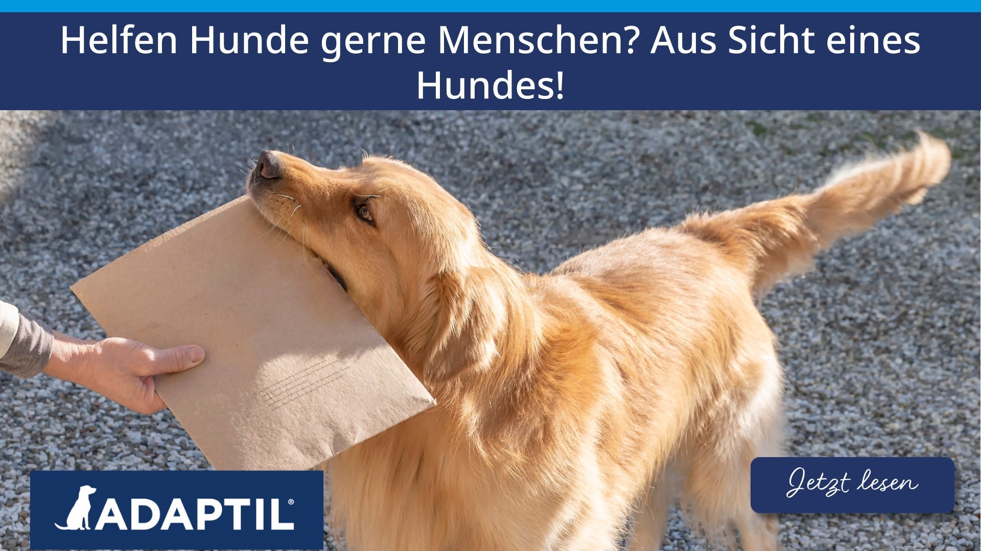 Helfen Hunde gerne Menschen? Aus Sicht eines Hundes!