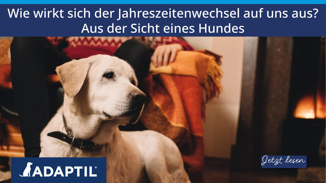 Wie wirkt sich der Jahreszeitenwechsel auf uns aus? Aus der Sicht eines Hundes