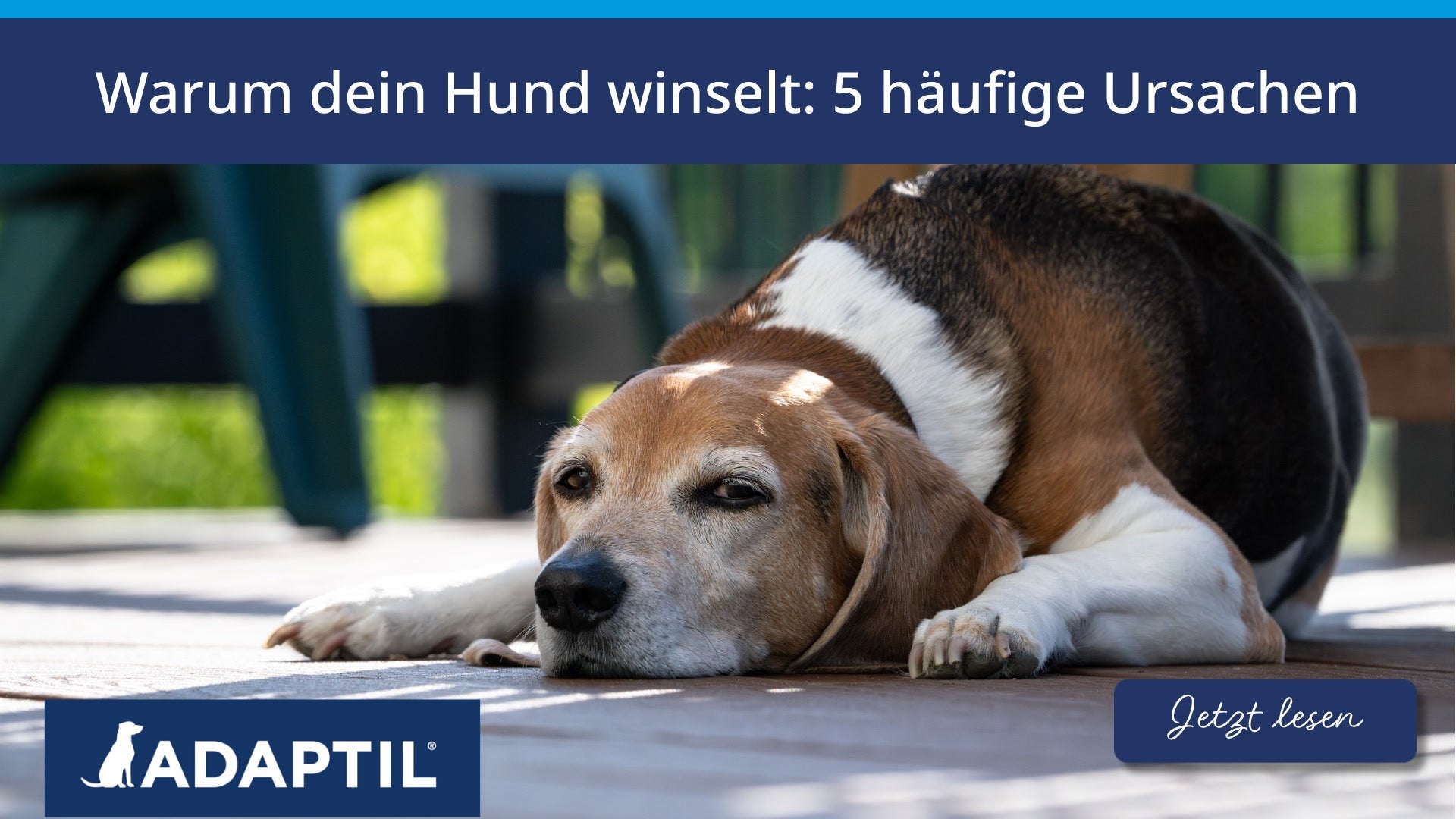 Warum dein Hund winselt: 5 häufige Ursachen