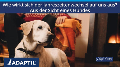 Wie wirkt sich der Jahreszeitenwechsel auf uns aus? Aus der Sicht eines Hundes