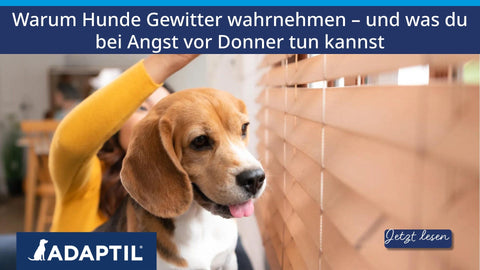 Warum Hunde Gewitter wahrnehmen – und was du bei Angst vor Donner tun kannst