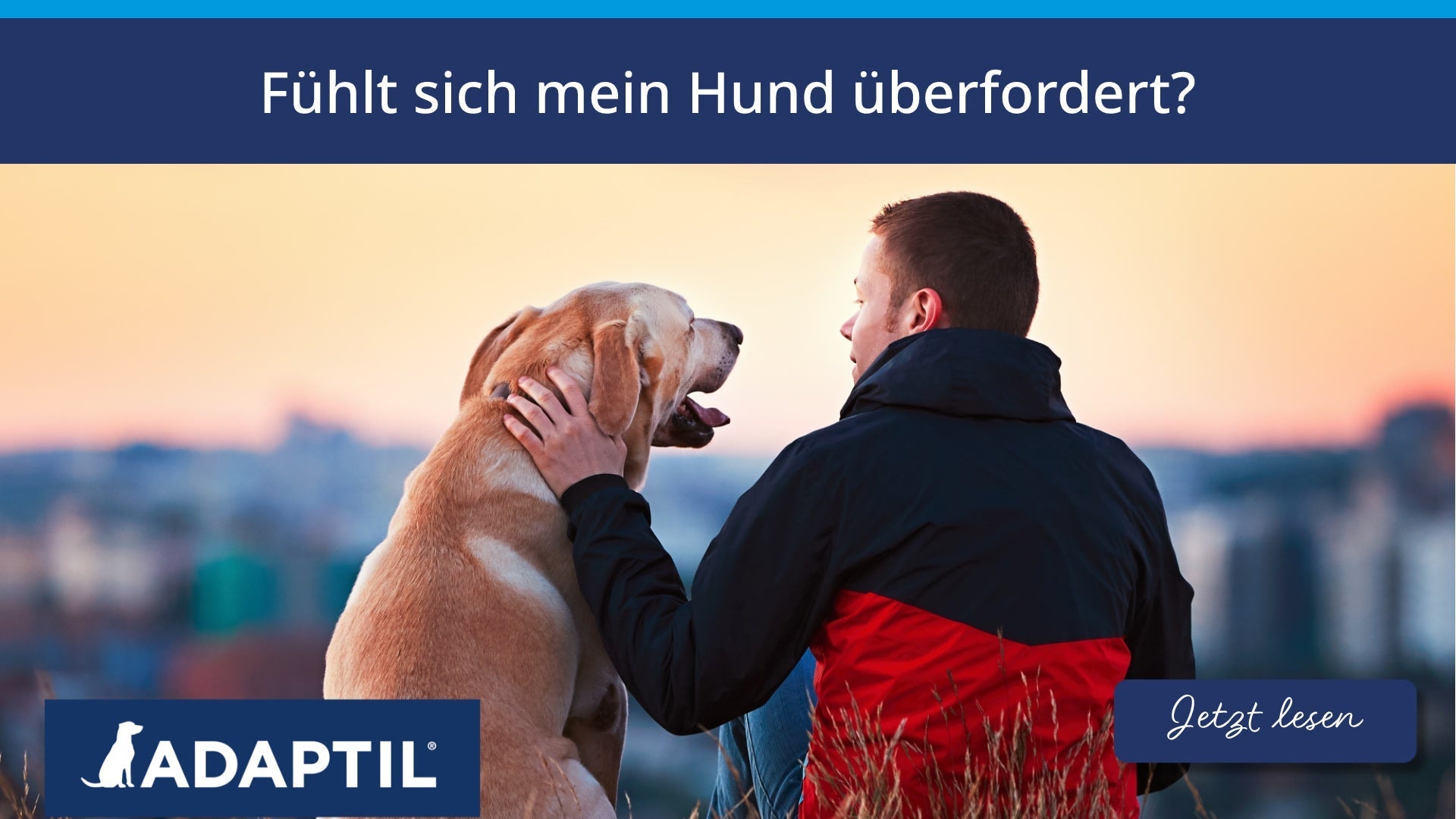 Fühlt sich mein Hund überfordert?
