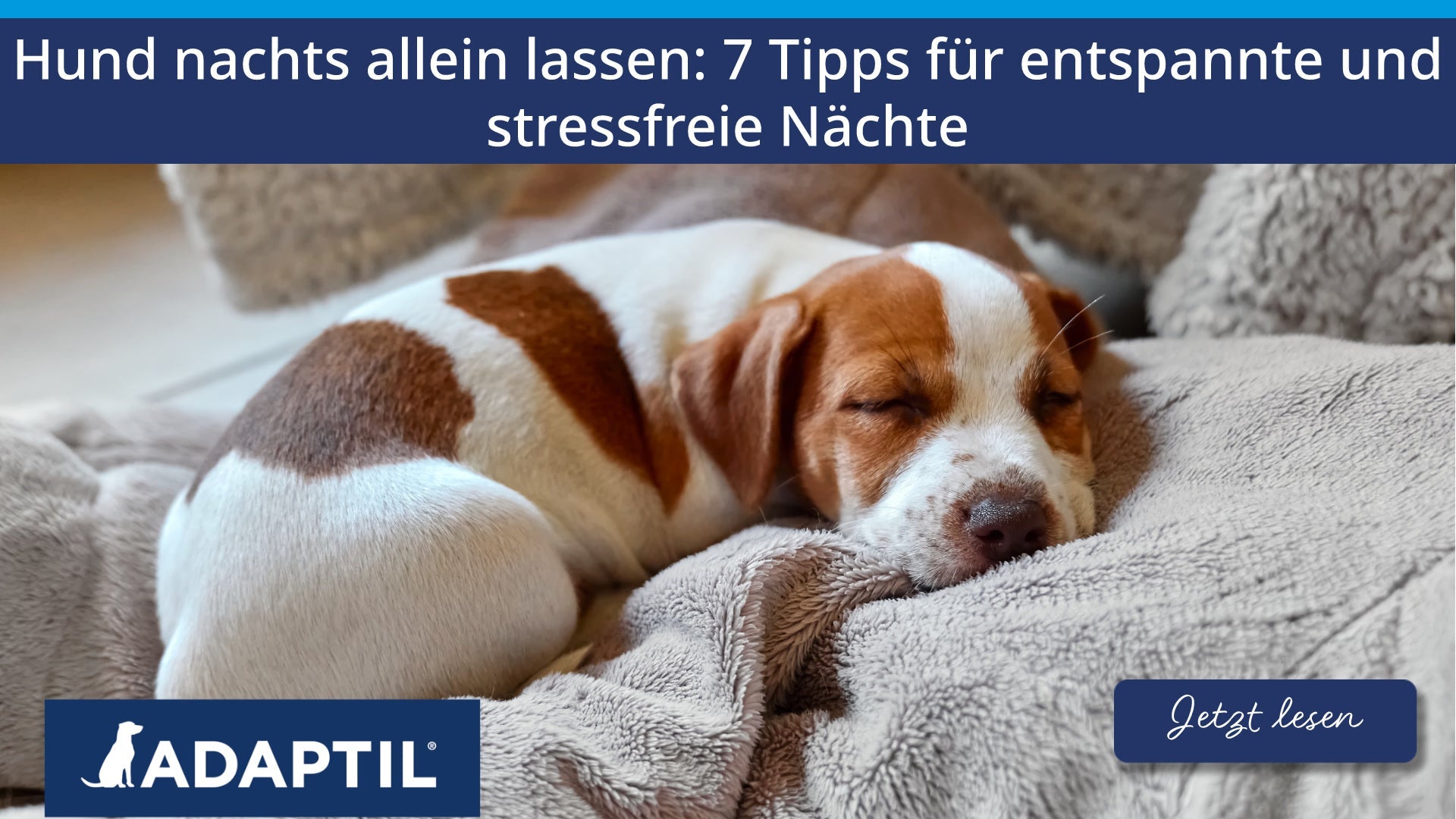 Hund nachts allein lassen: 7 Tipps für entspannte und stressfreie Nächte