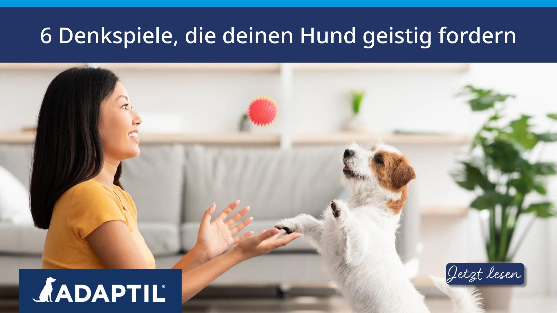 6 Denkspiele, die deinen Hund geistig fordern