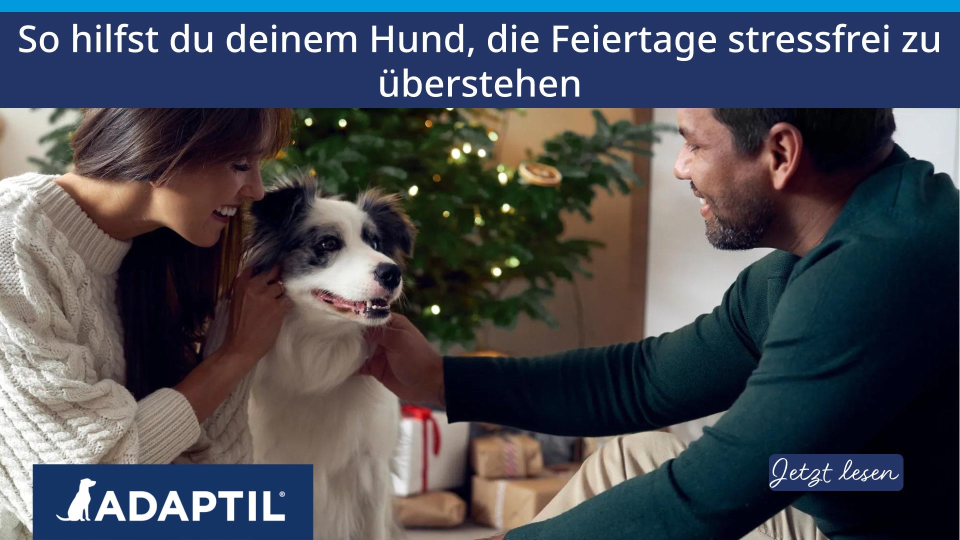 So hilfst du deinem Hund, die Feiertage stressfrei zu überstehen