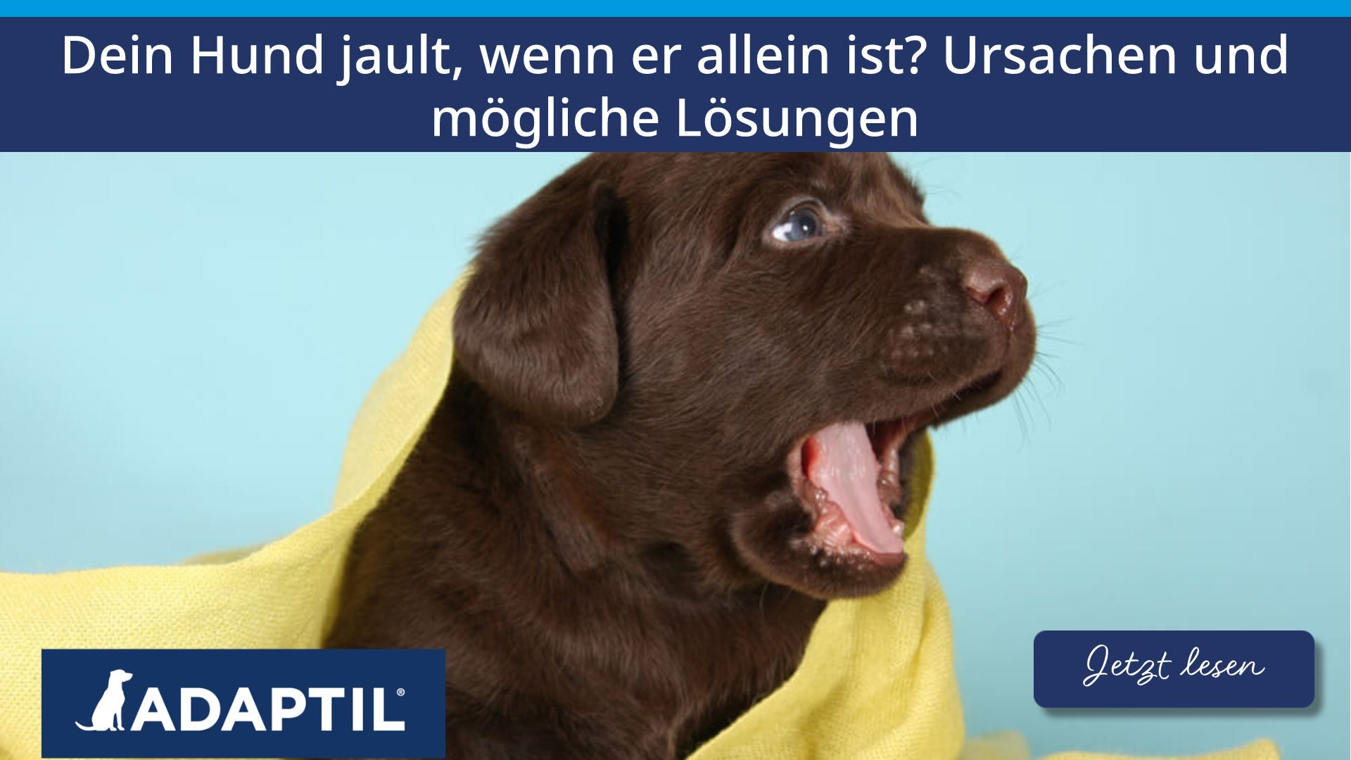 Dein Hund jault, wenn er allein ist? Ursachen und mögliche Lösungen