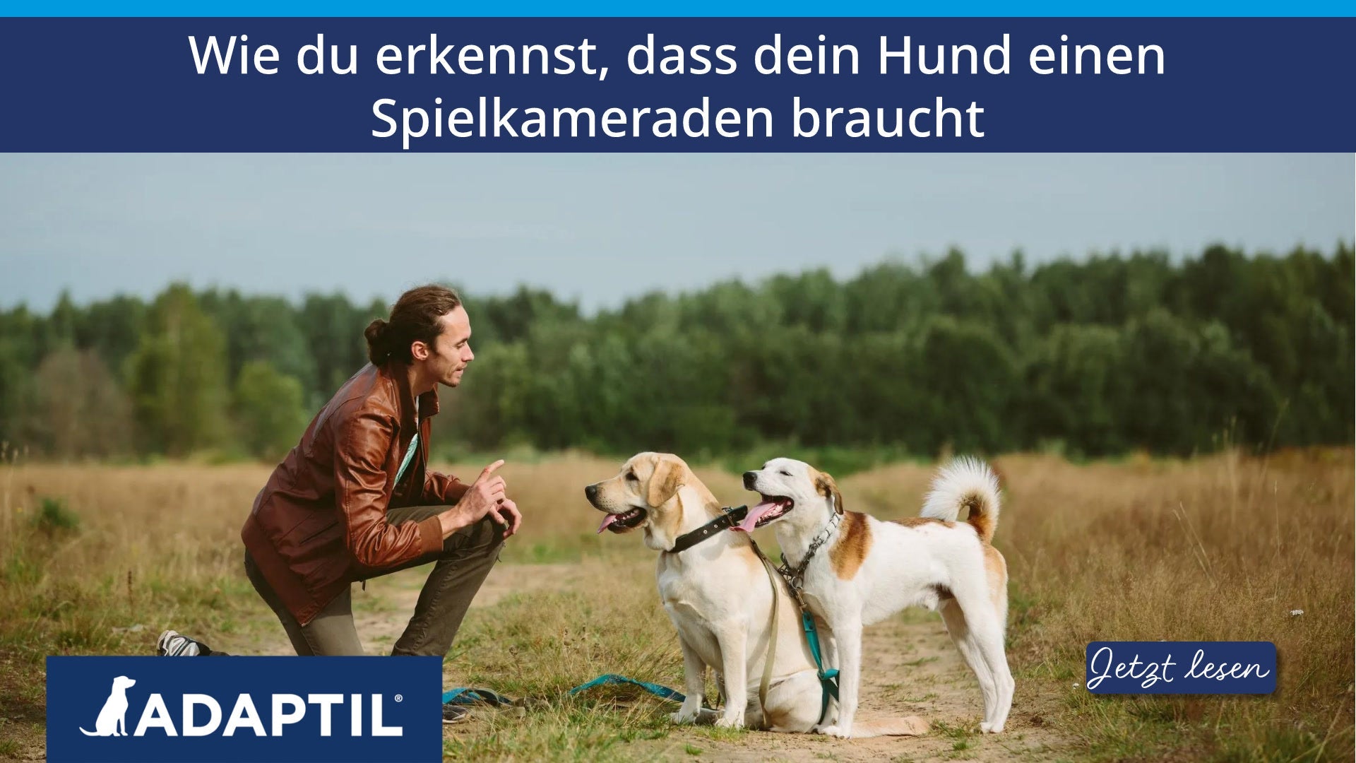Wie du erkennst, dass dein Hund einen Spielkameraden braucht