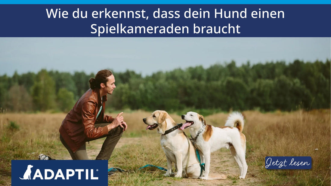 Wie du erkennst, dass dein Hund einen Spielkameraden braucht