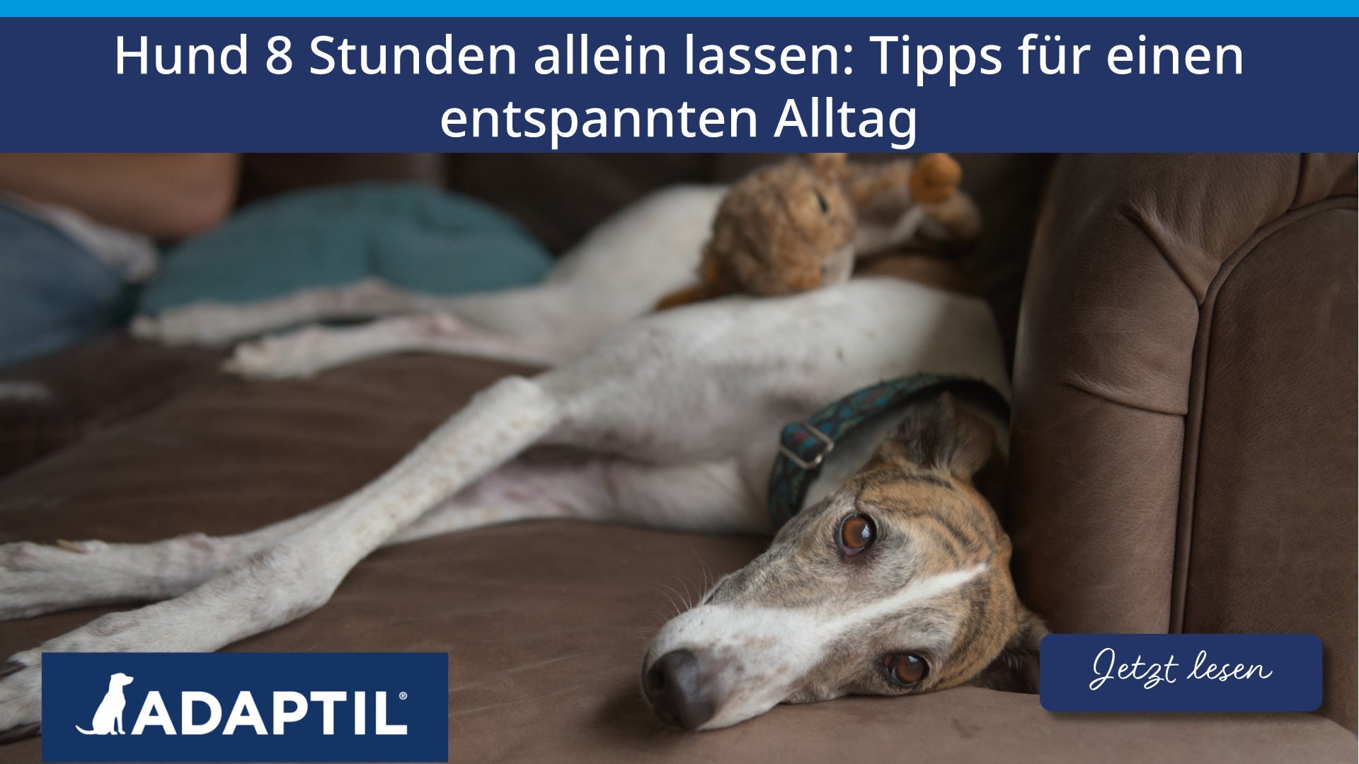 Hund 8 Stunden allein lassen: Tipps für einen entspannten Alltag