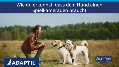 Wie du erkennst, dass dein Hund einen Spielkameraden braucht