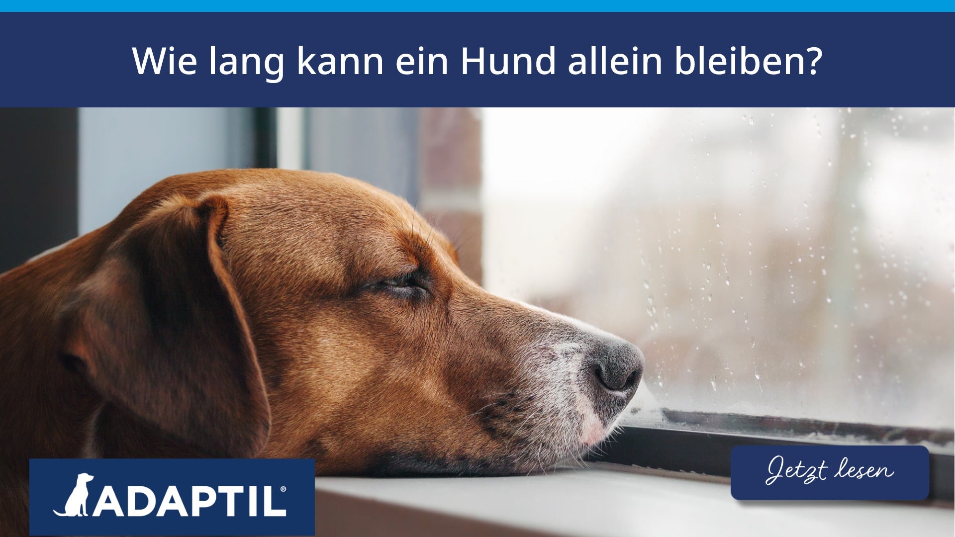 Wie lang kann ein Hund allein bleiben?