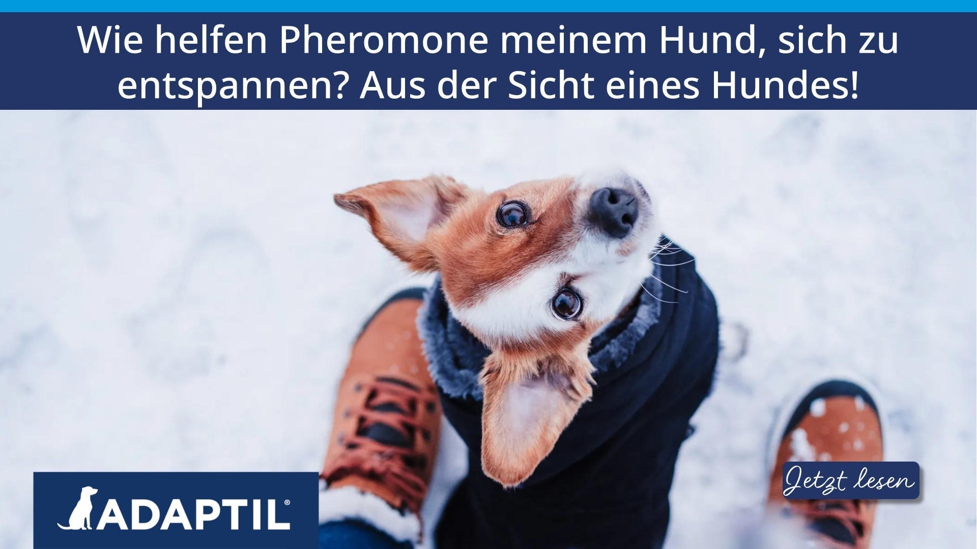 Wie helfen Pheromone meinem Hund, sich zu entspannen? Aus der Sicht eines Hundes!
