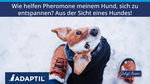 Wie helfen Pheromone meinem Hund, sich zu entspannen? Aus der Sicht eines Hundes!