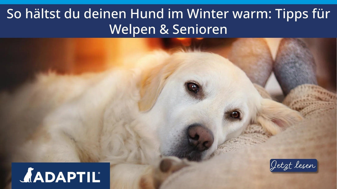 So hältst du deinen Hund im Winter warm: Tipps für Welpen und Senioren