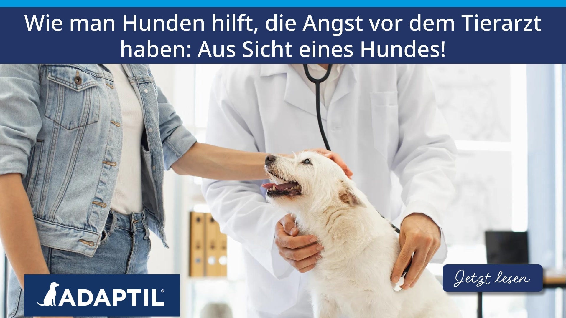 Wie man Hunden hilft, die Angst vor dem Tierarzt haben: Aus Sicht eines Hundes!