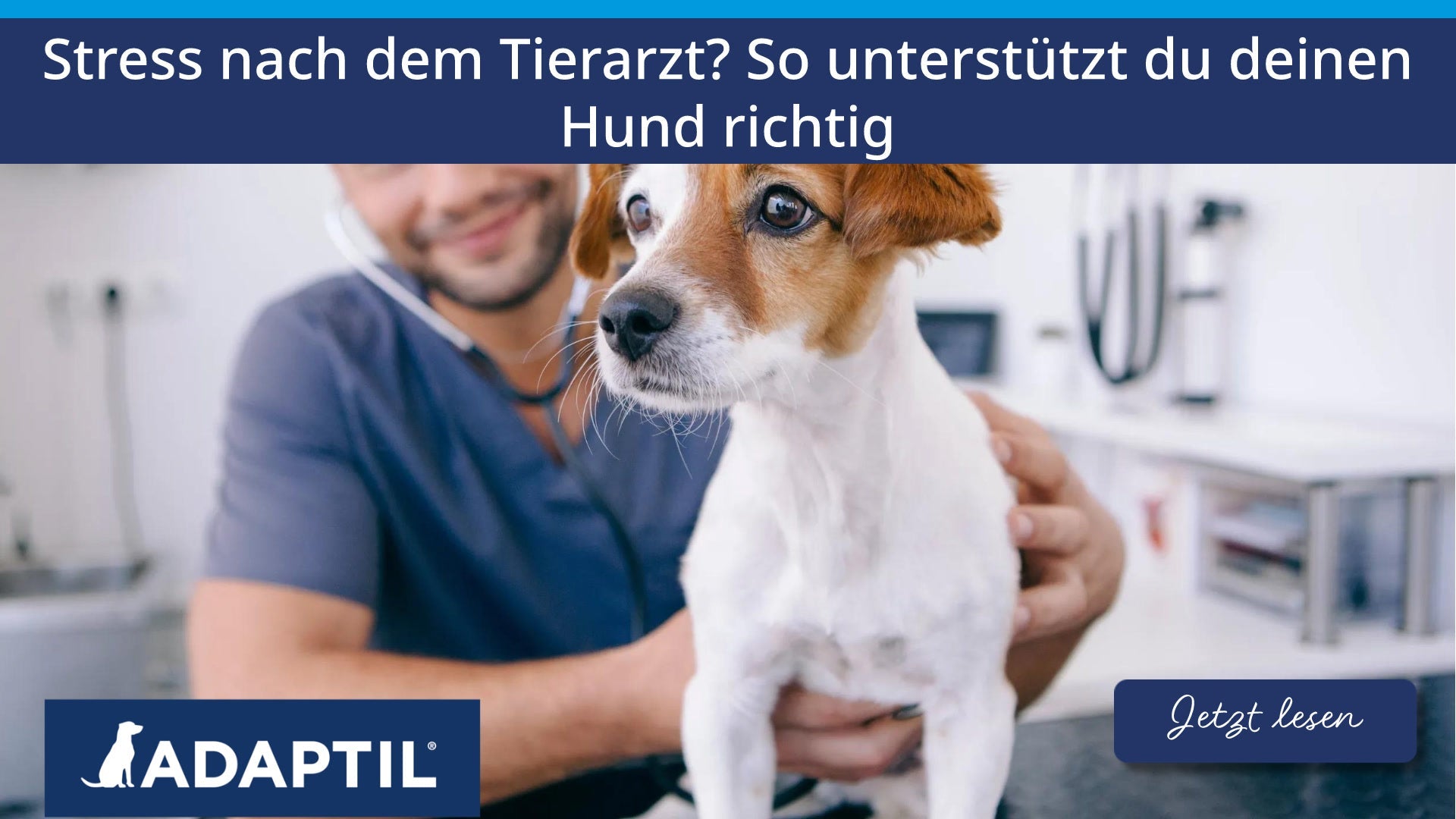 Stress nach dem Tierarzt? So unterstützt du deinen Hund richtig