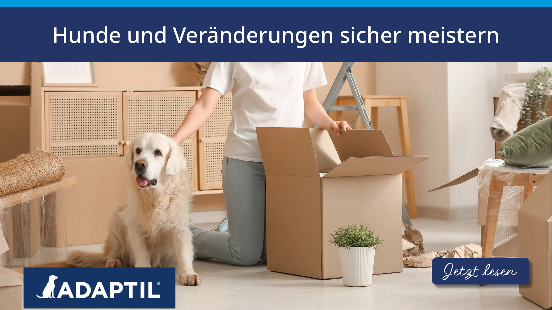 Hunde und Veränderungen sicher meistern