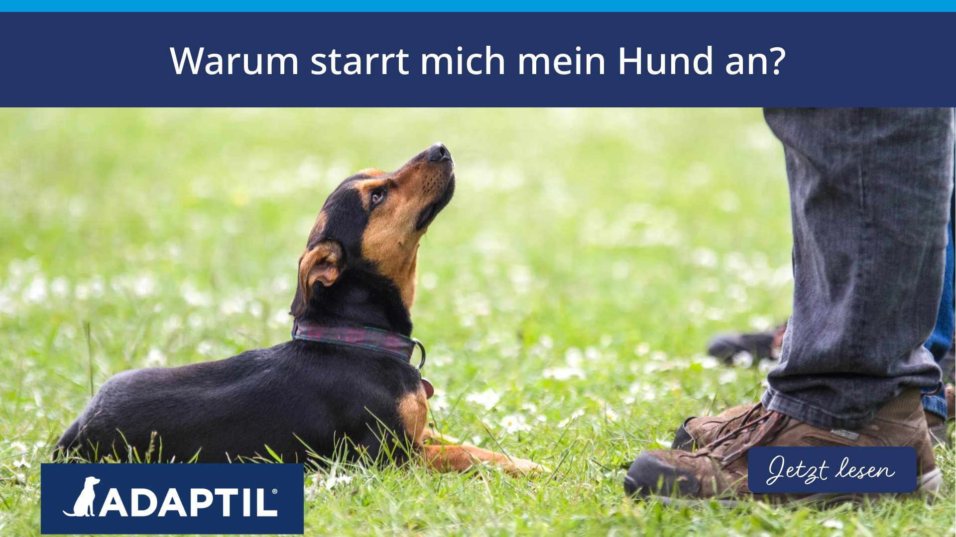 Warum starrt mich mein Hund an?