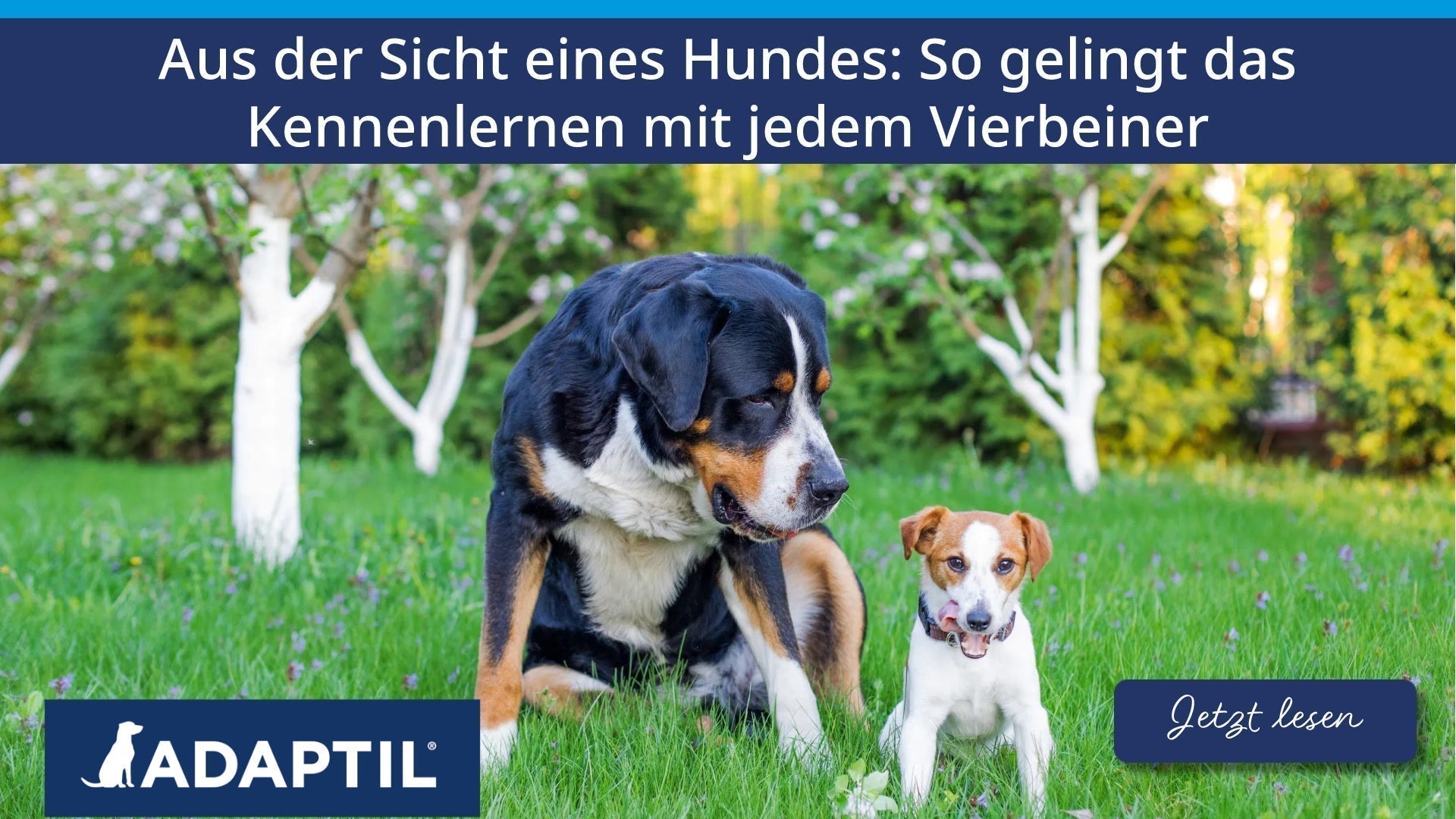 Aus der Sicht eines Hundes: So gelingt das Kennenlernen mit jedem Vierbeiner