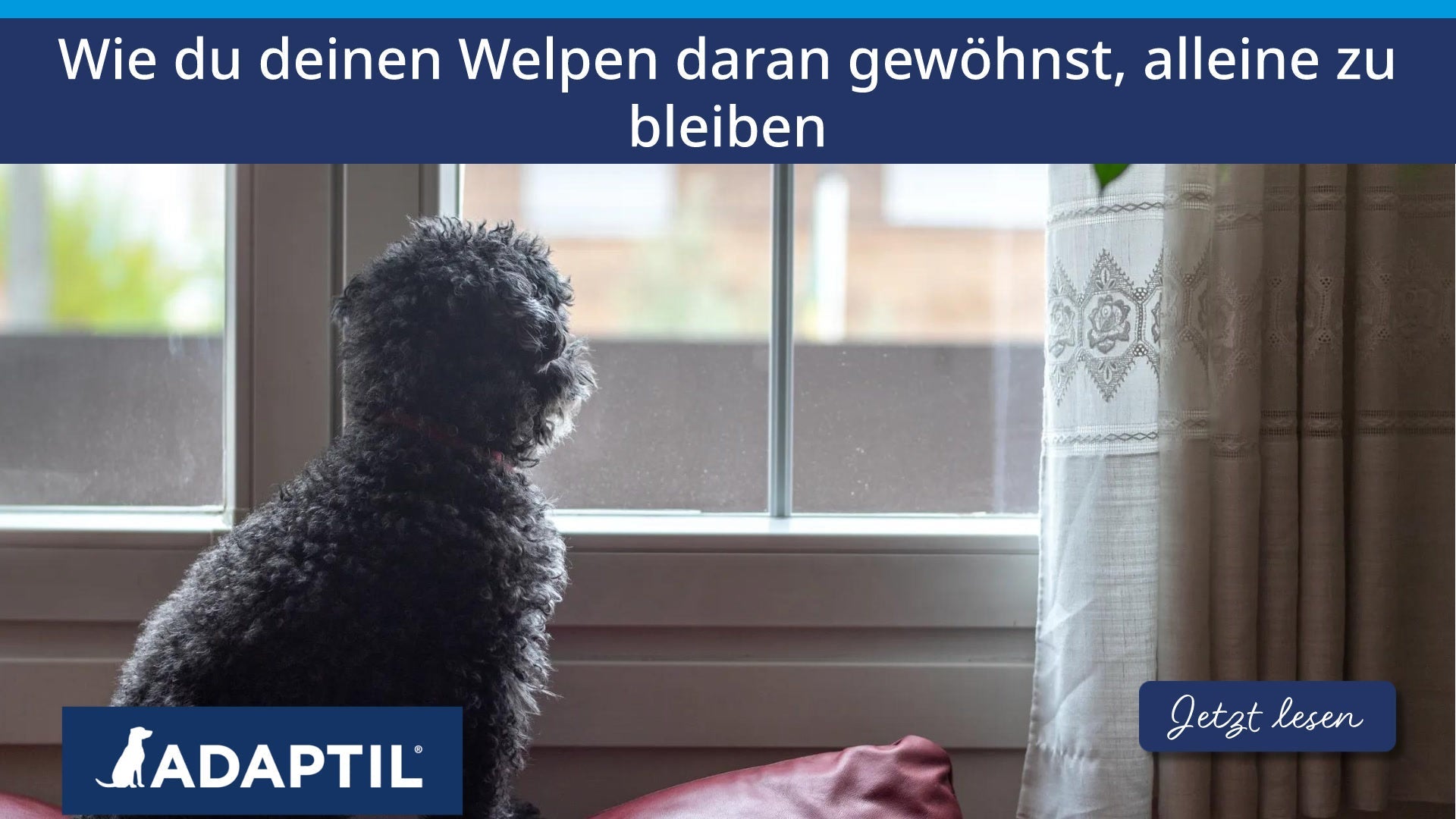 Wie du deinen Welpen daran gewöhnst, alleine zu bleiben