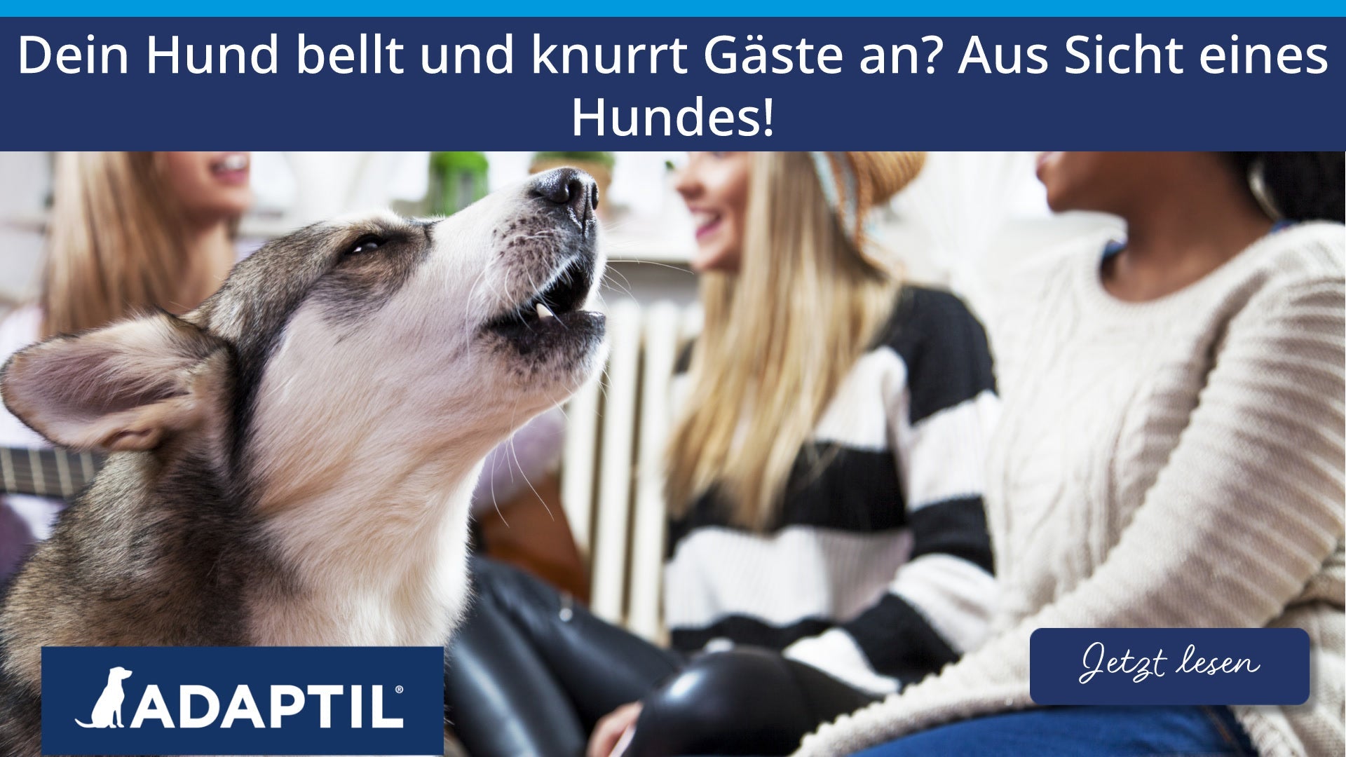 Dein Hund bellt und knurrt Gäste an? Aus Sicht eines Hundes!