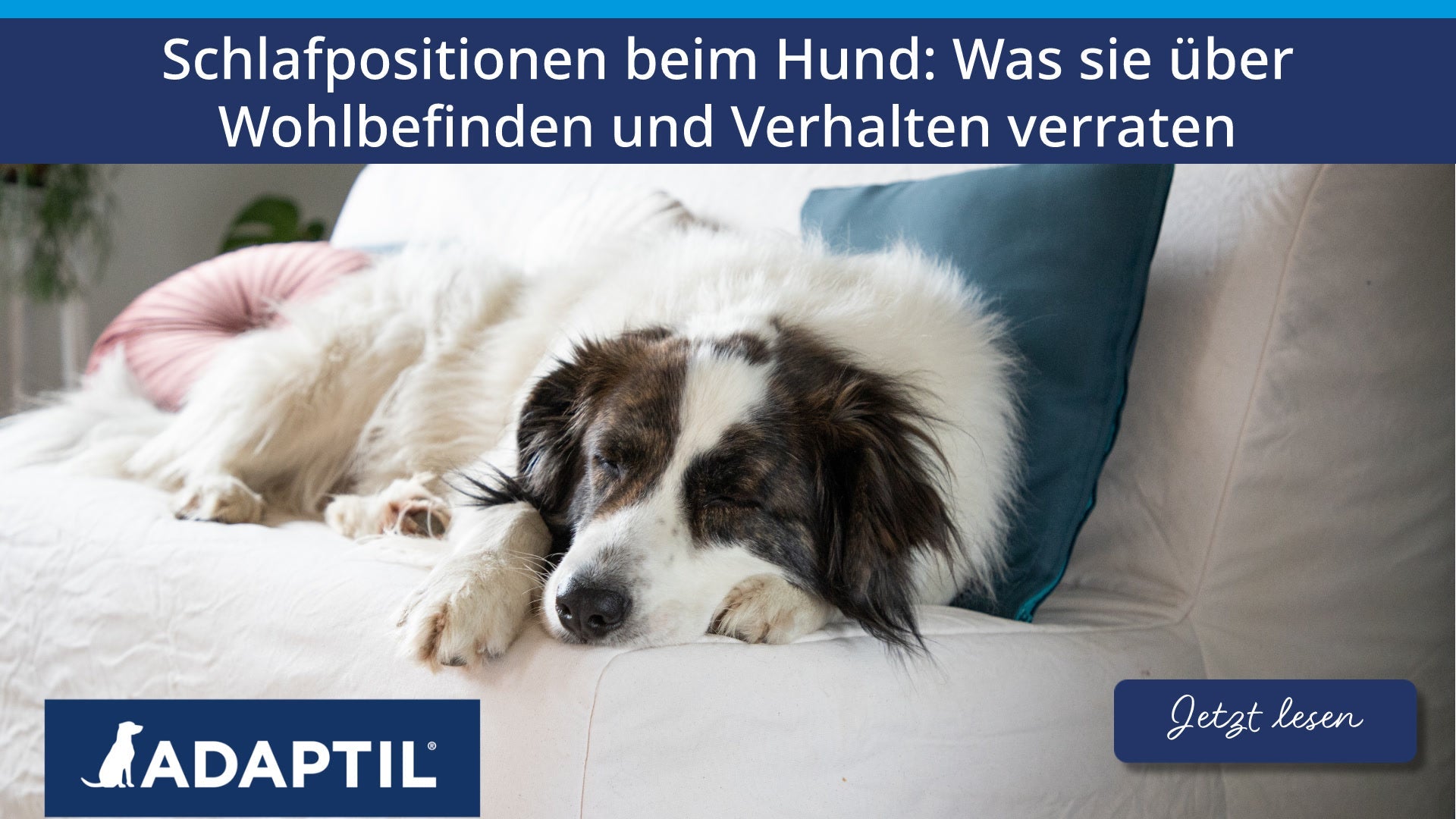 Schlafpositionen beim Hund: Was sie über Wohlbefinden und Verhalten verraten