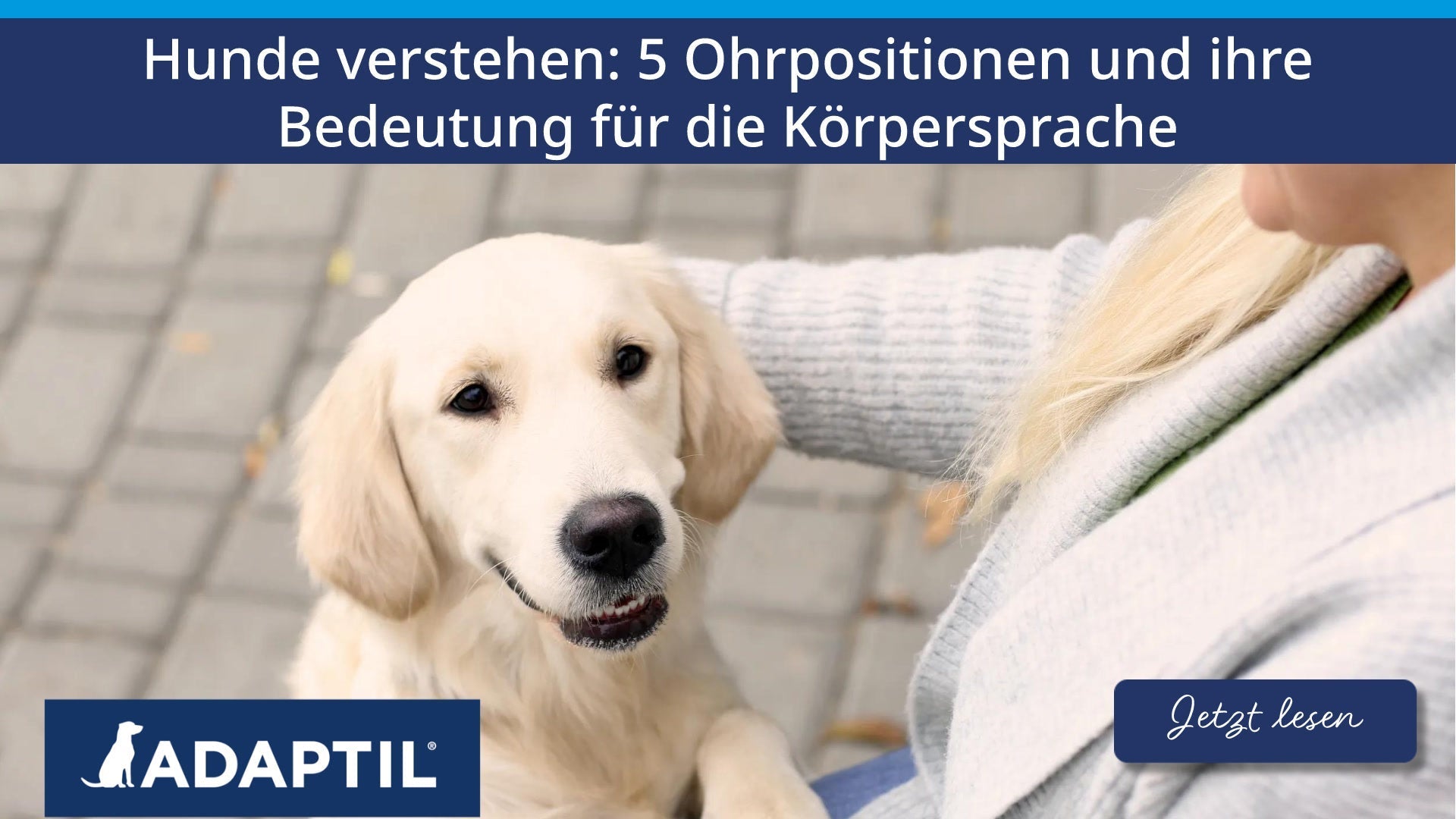 Hunde verstehen: 5 Ohrpositionen und ihre Bedeutung für die Körpersprache