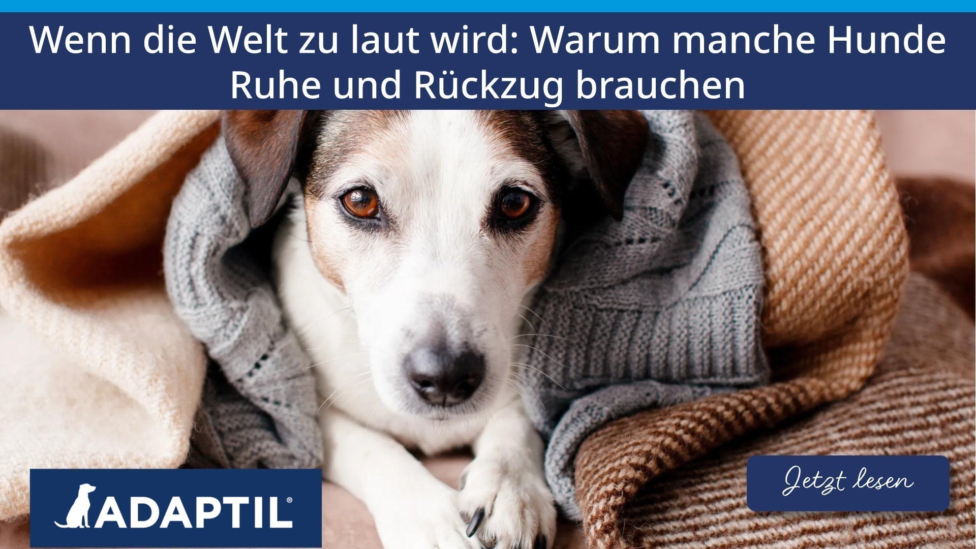 Wenn die Welt zu laut wird: Warum manche Hunde Ruhe und Rückzug brauchen
