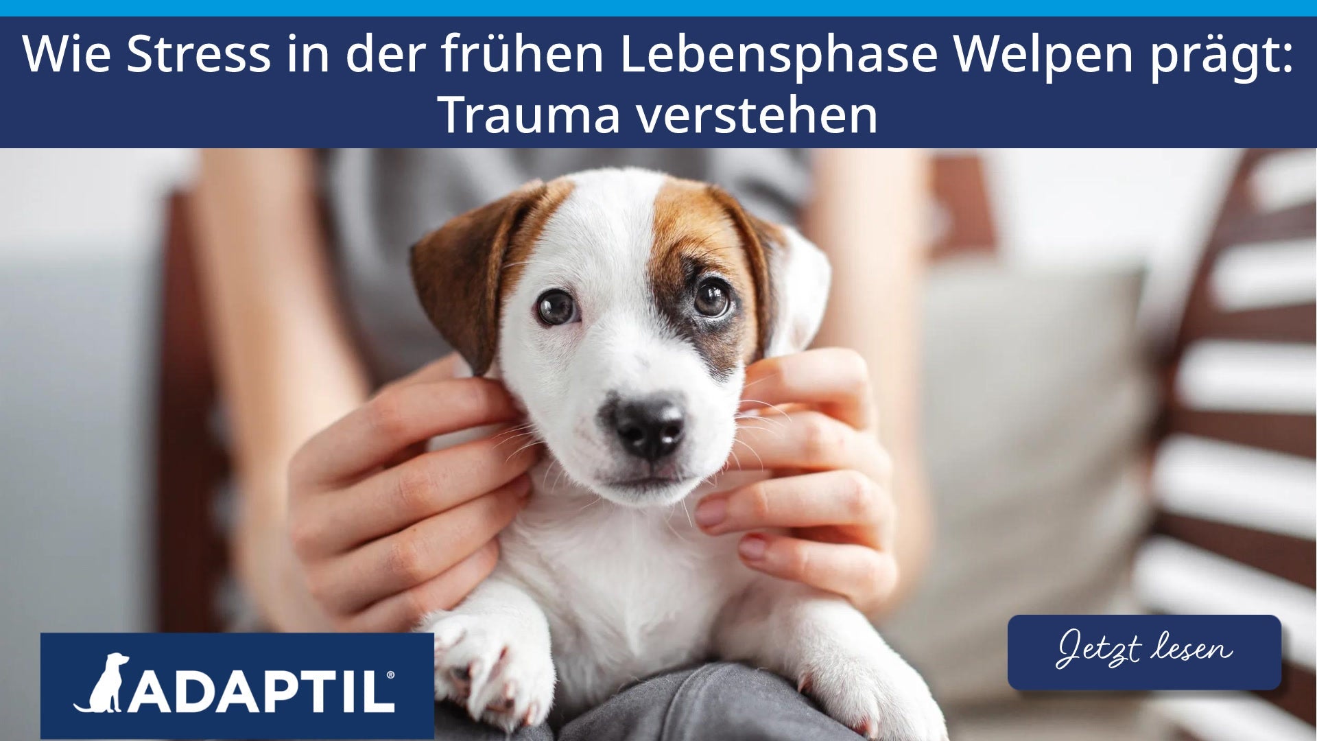 Wie Stress in der frühen Lebensphase Welpen prägt: Trauma verstehen