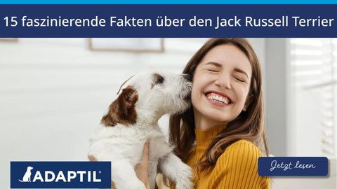 15 faszinierende Fakten über den Jack Russell Terrier